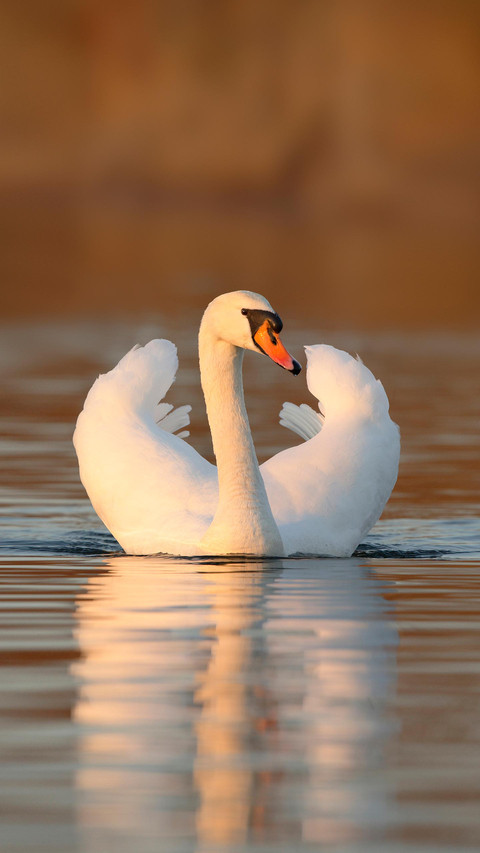 Elegant white birds preview