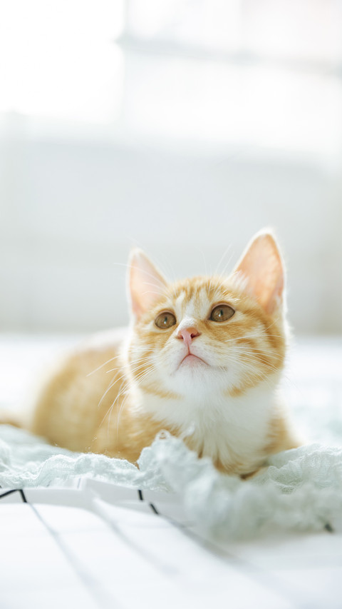 A Cat Lying on Its Back in Bed preview