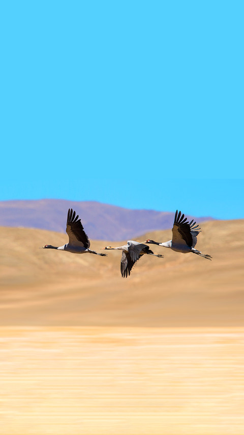 Black-necked Crane preview