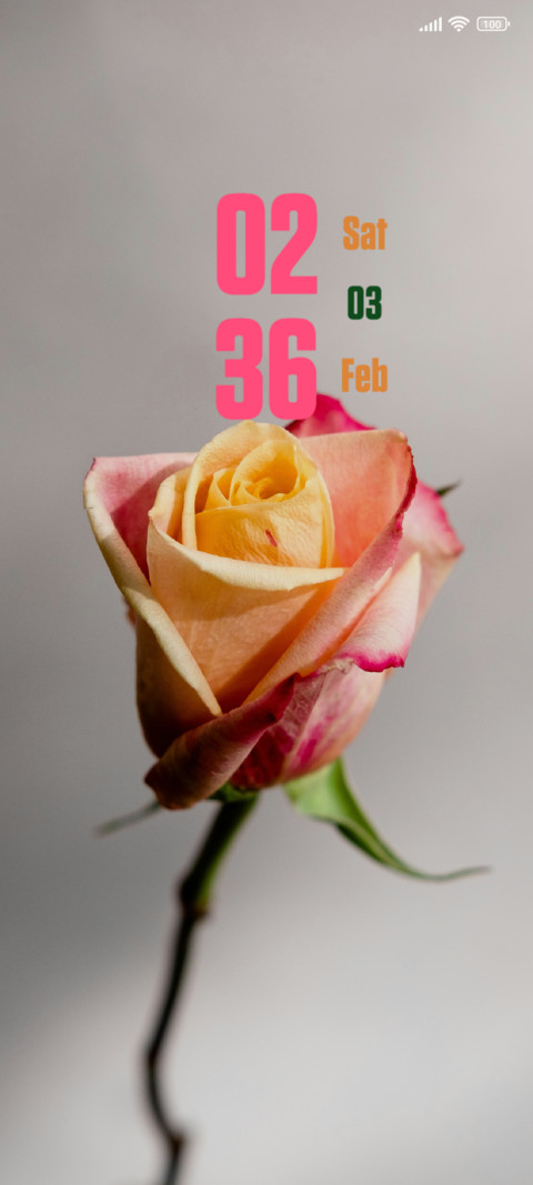 Vibrant Rose preview