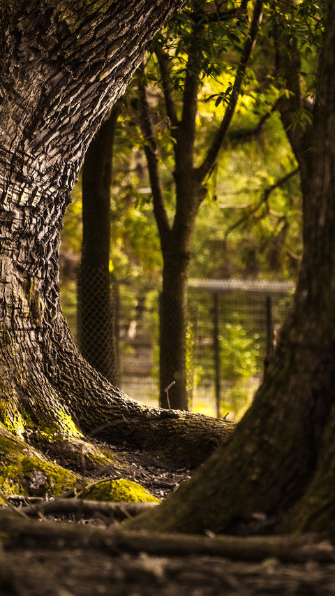 The light and shadow of tree trunks and moss preview