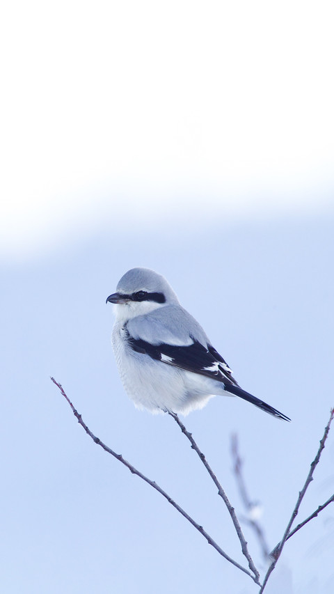 Gray Shrike Perched Against a Natural Background of Winter preview