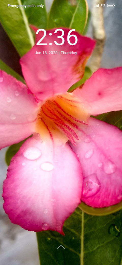 Natural Flower_DWM2 preview
