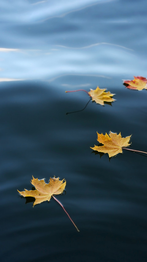 Fallen Maple Leafs Floats on a Calm Lake at Autumn preview