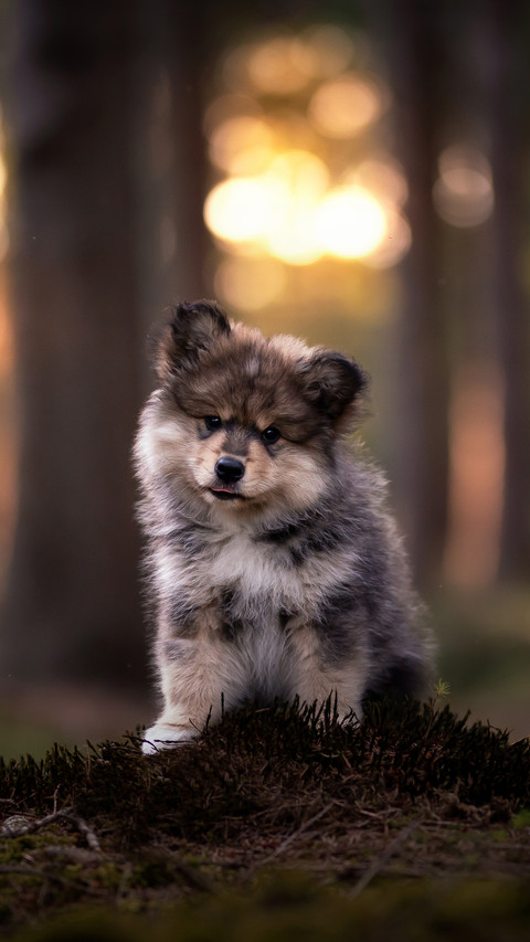 Forest pet moments 2 preview