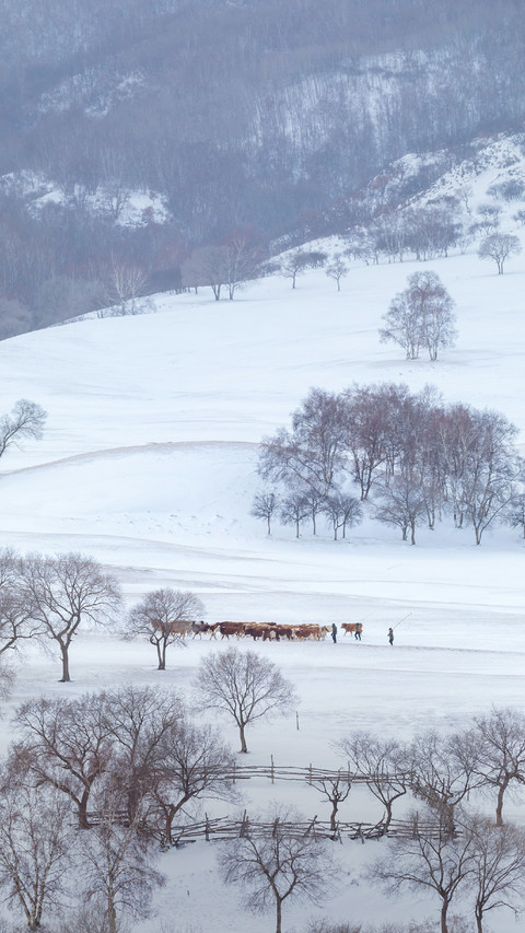 People Are Herding Cattle in The Snow preview
