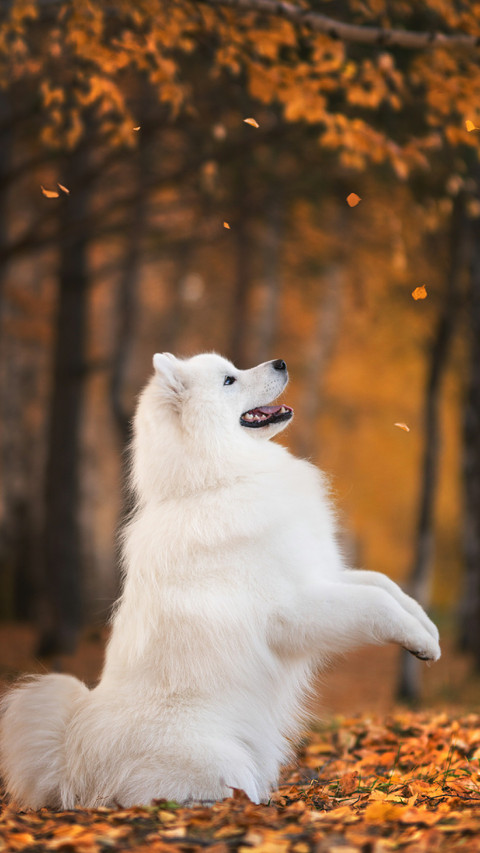 A Lovely Dog Sat on The Grass Smiling preview