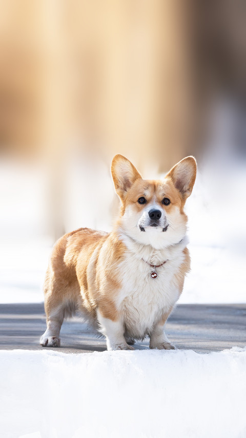 Pembroke Welsh Corgi in winter snow preview