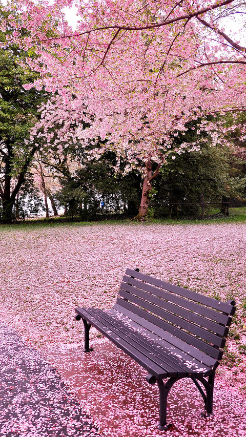 Cherry blossoms in splendor preview