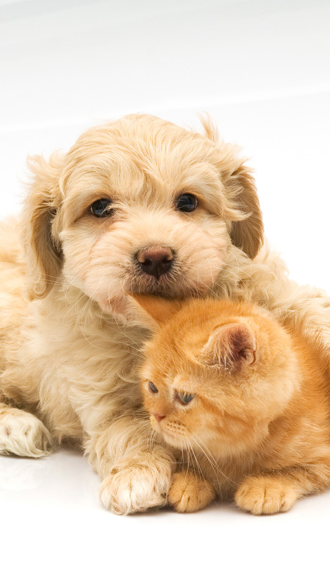 The puppy is hugging the kitten preview
