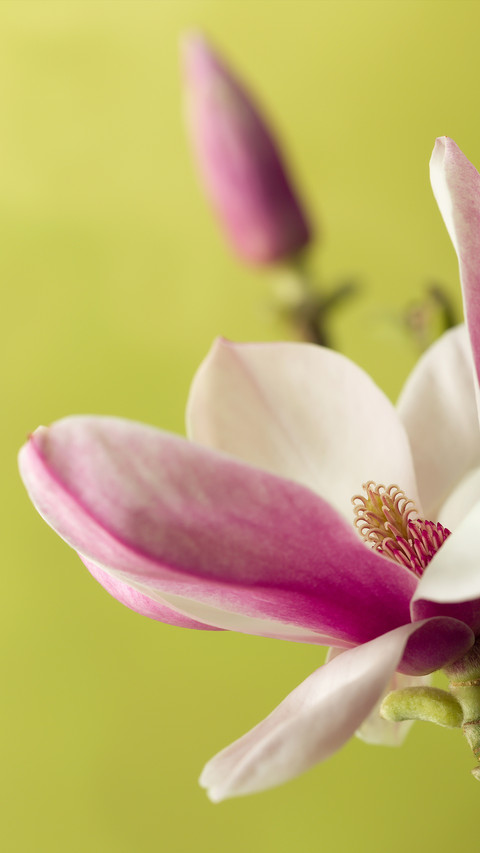 Spring scenery-09 preview