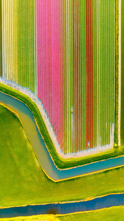 Aerial view of tulip fields in Denmark preview