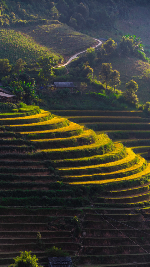 Green Terraced Fields preview