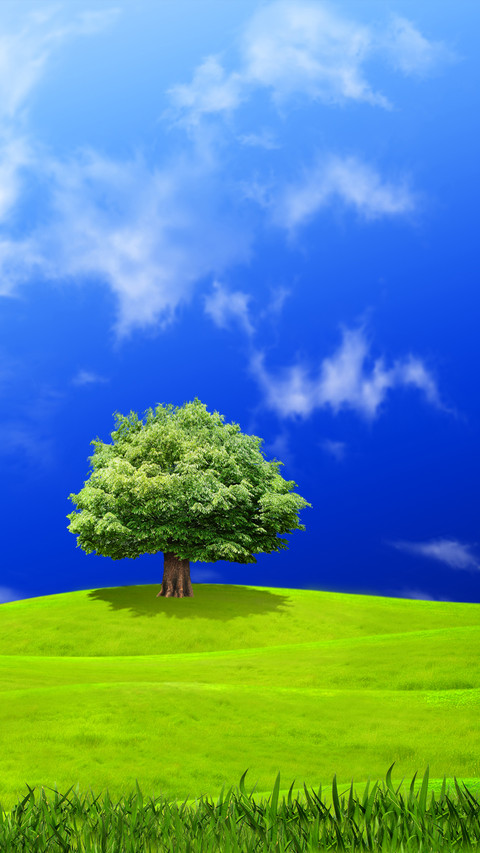 Green Grass And Blue Sky preview