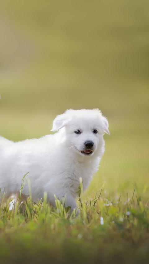 Playful White Puppy on the Meadow preview