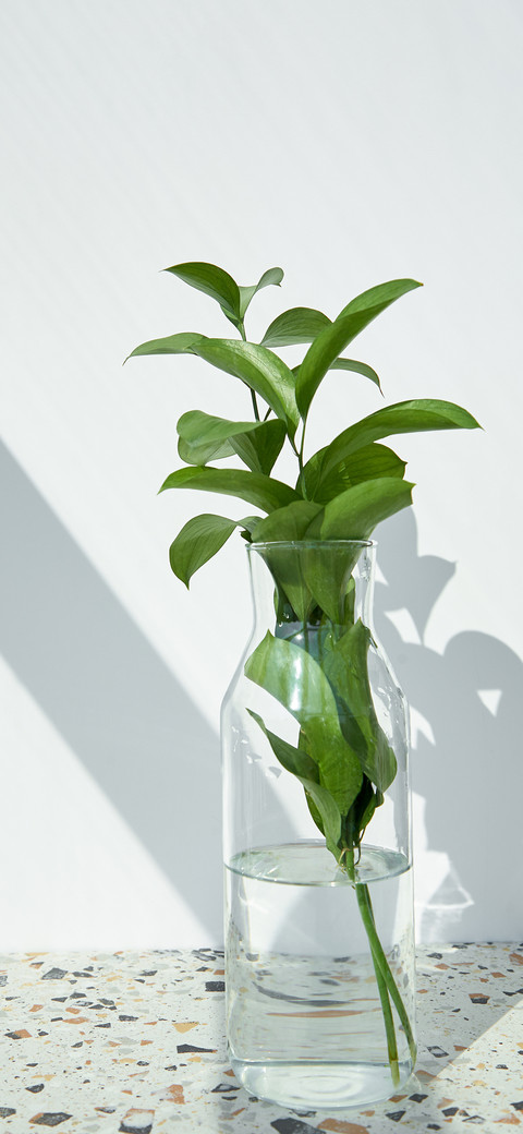 green plants-PAIXIN preview