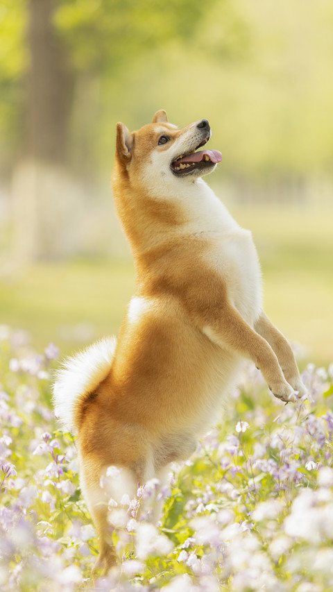 Do you want to wash the dogs paws after walking it preview