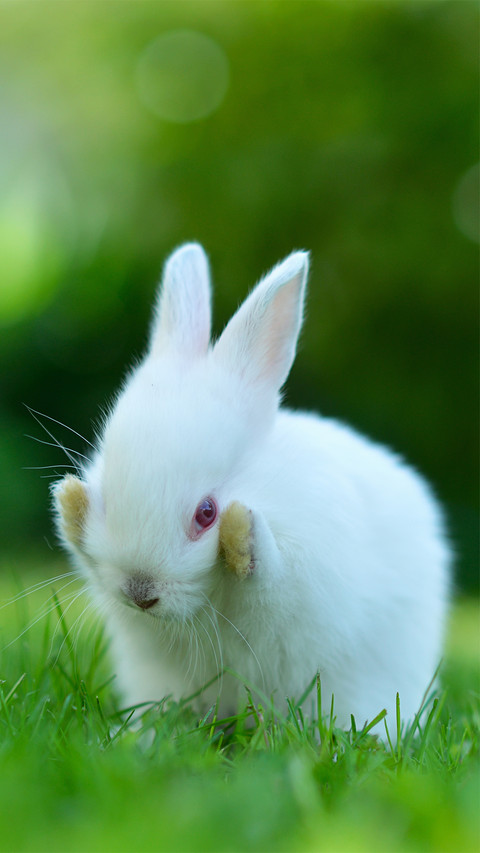 Green Rabbit-01 preview