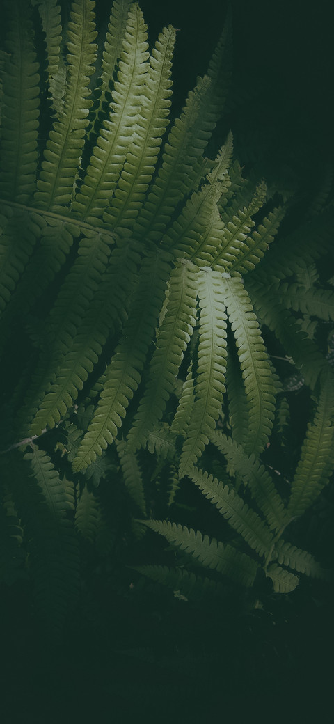 绿色植物 preview