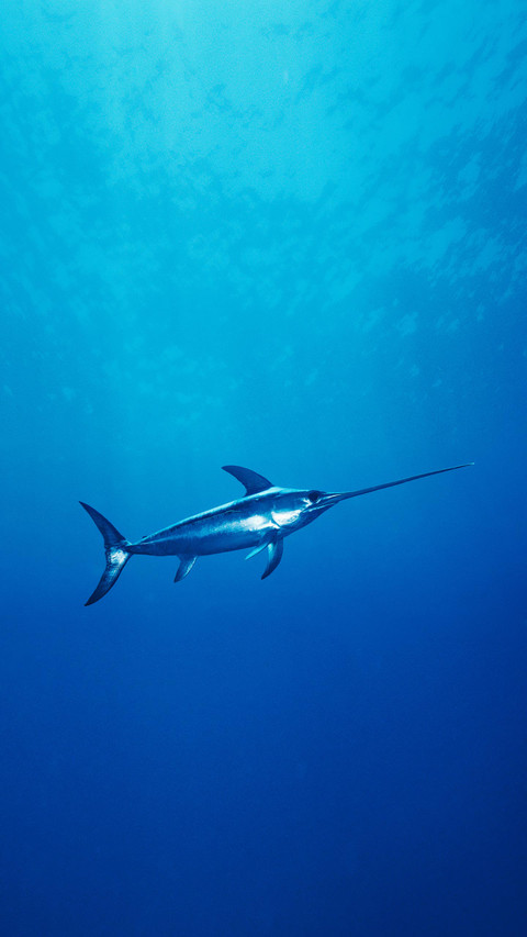 Swordfish 68 preview