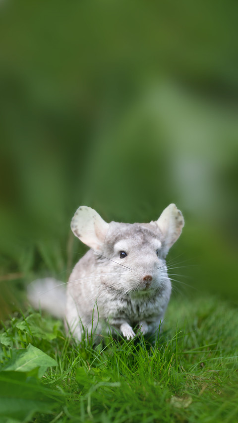 Bedge Chinchilla Posing on Grass preview