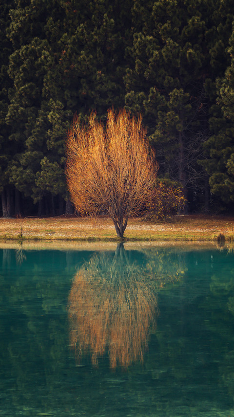 Withered tree preview