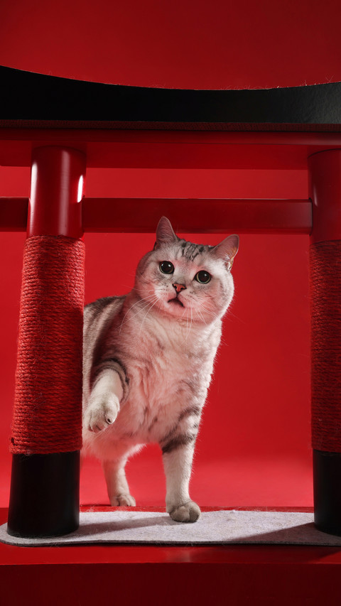Do short haired cats need to eat hair cream preview