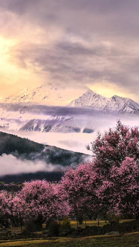 The most beautiful spring in China 97 preview