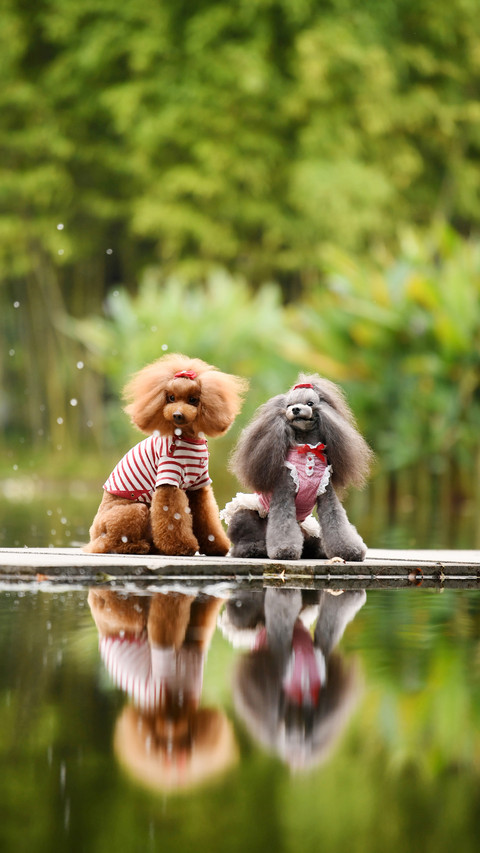 Warm heart behavior of dogs 49 preview