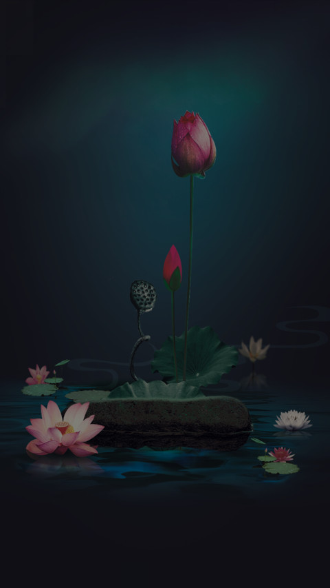 护眼荷花 preview