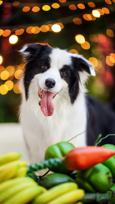 Mistakes of Keeping Dogs in Summer 4 preview