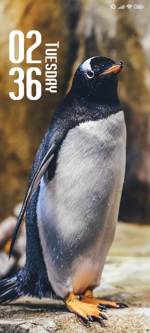 Penguin preview