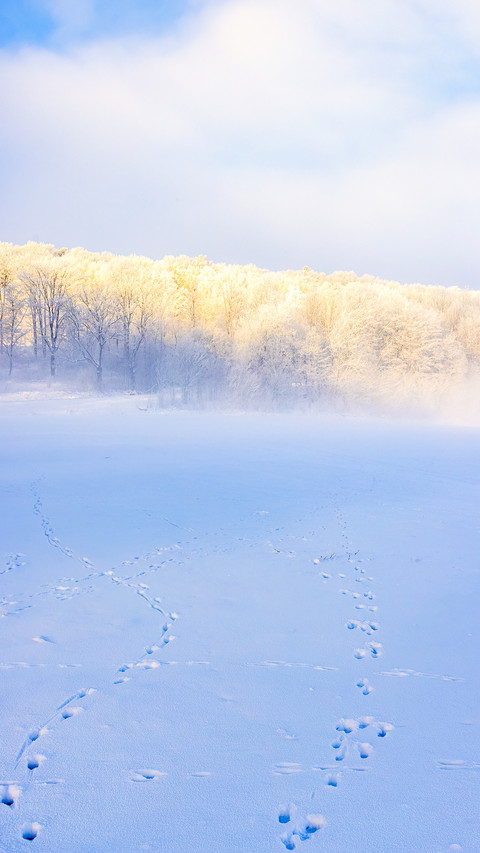 Animal tracks in the snow on a field to a forest preview