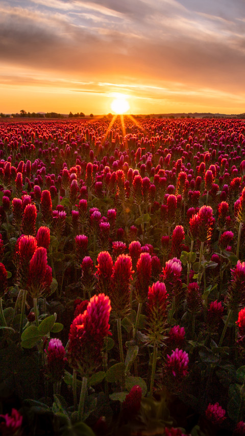 Magnificent flower fields preview