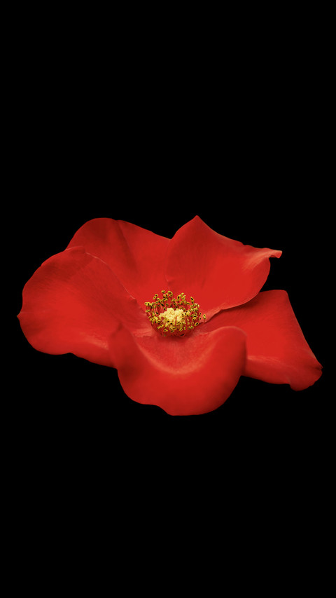 Red rose2 preview