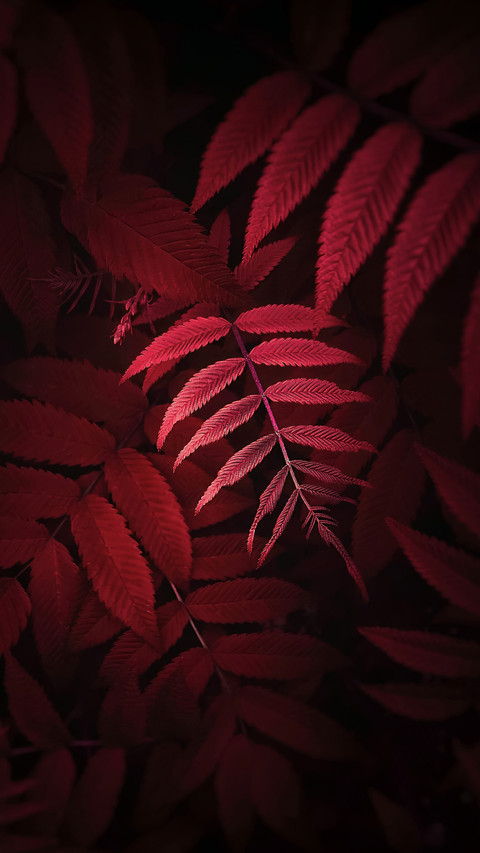 立秋 preview