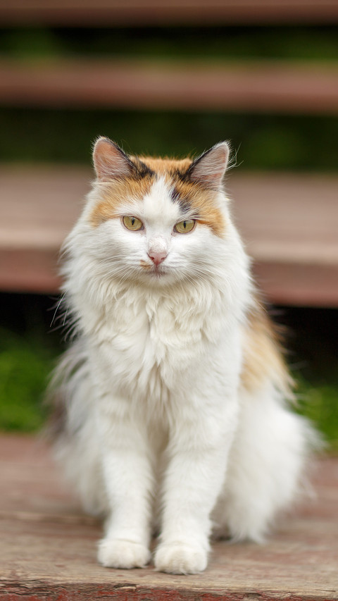 Cat preview