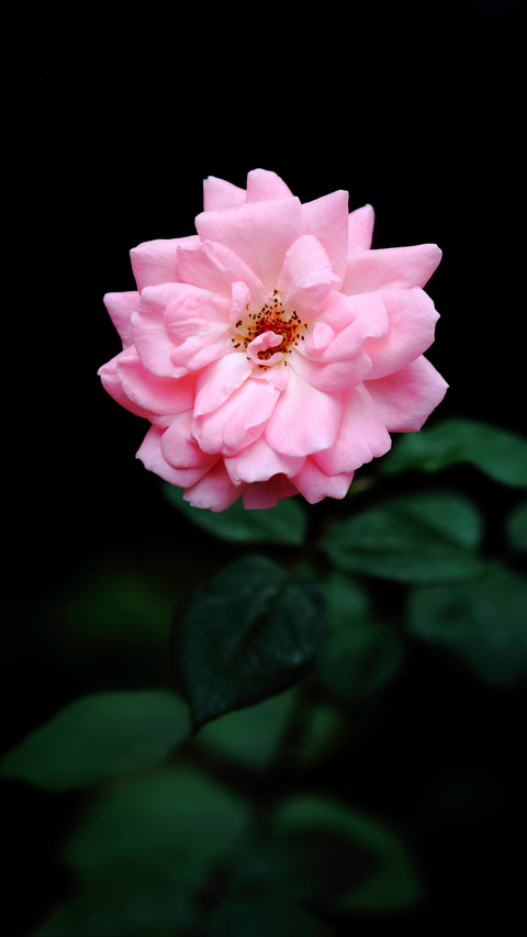 How to cut flowers in the fall preview