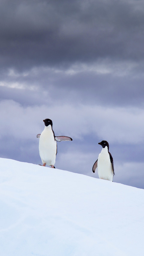Adelie penguins, Antarctic Peninsula preview