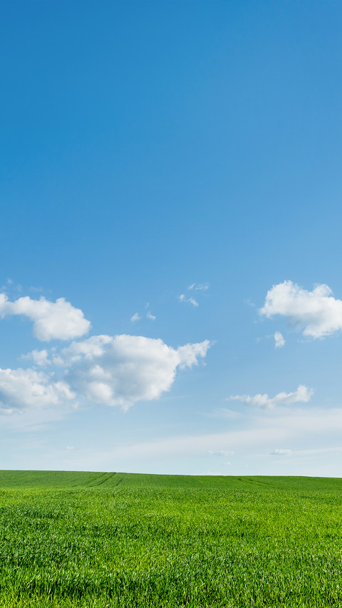 Green Grass And Blue Sky preview