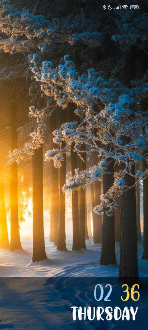 Silent Forest preview