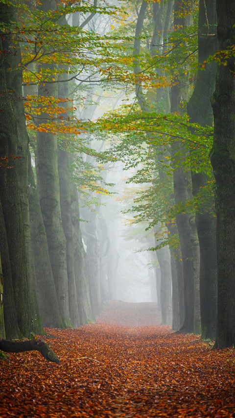 Shrouded in a subtle mist that creates a mystical and serene preview