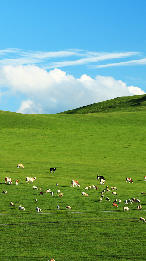Hulunbuir Grasslands Sheep Wandering preview