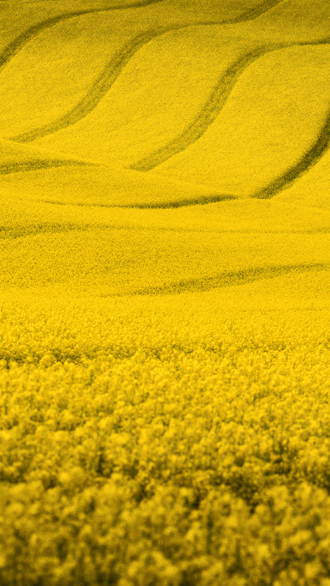 Wide fields preview