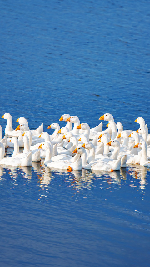 A group of big white geese preview