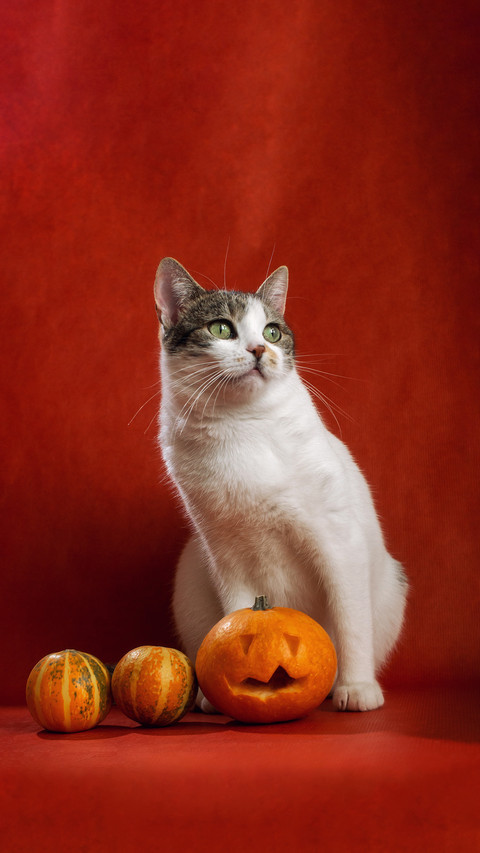 Tri colored flower cats are all female cats preview