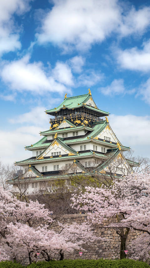 2020日本樱花季 preview