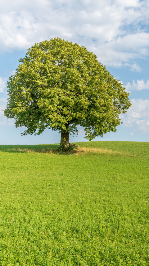 Green grass and blue sky preview