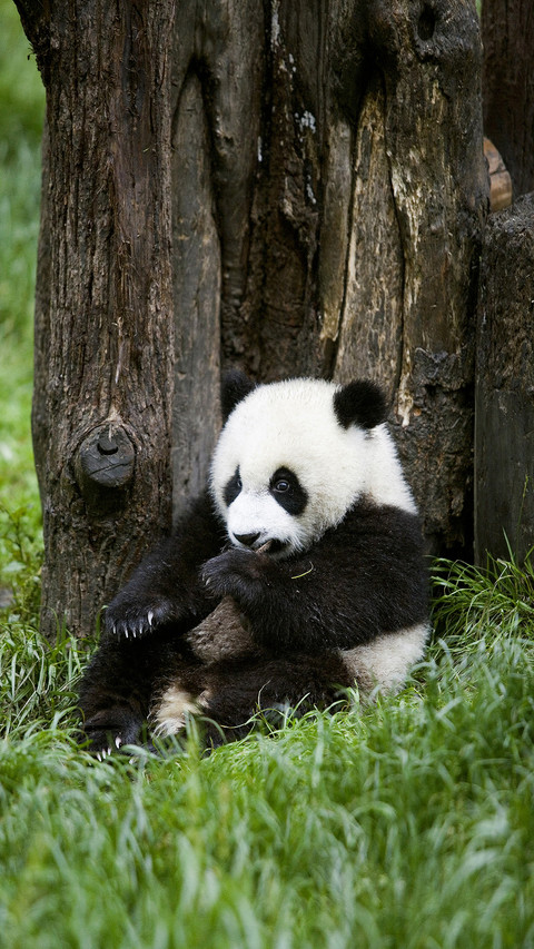 Cute animals 14 preview