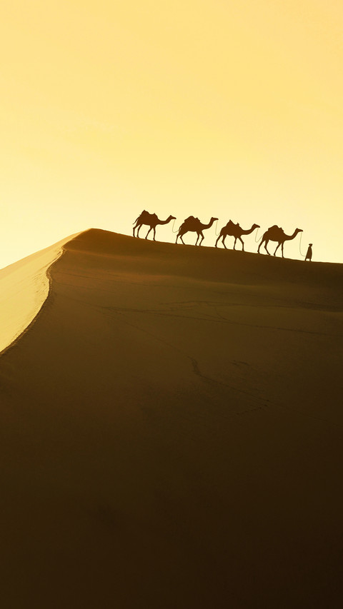Desert camels are only the second 30 preview